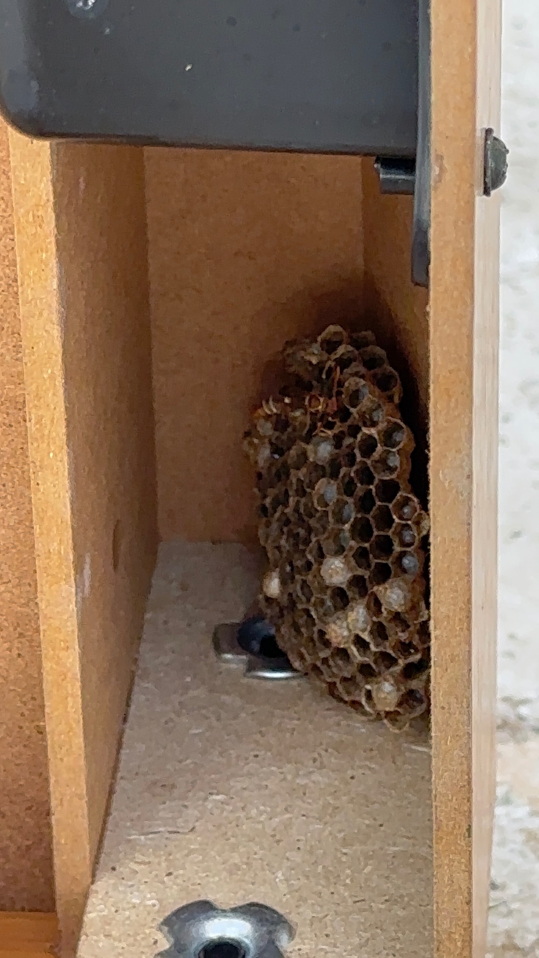 Active paper Wasp nest found inside an exterior cabinet during a Wasp control treatment in Coconut Creek, FL