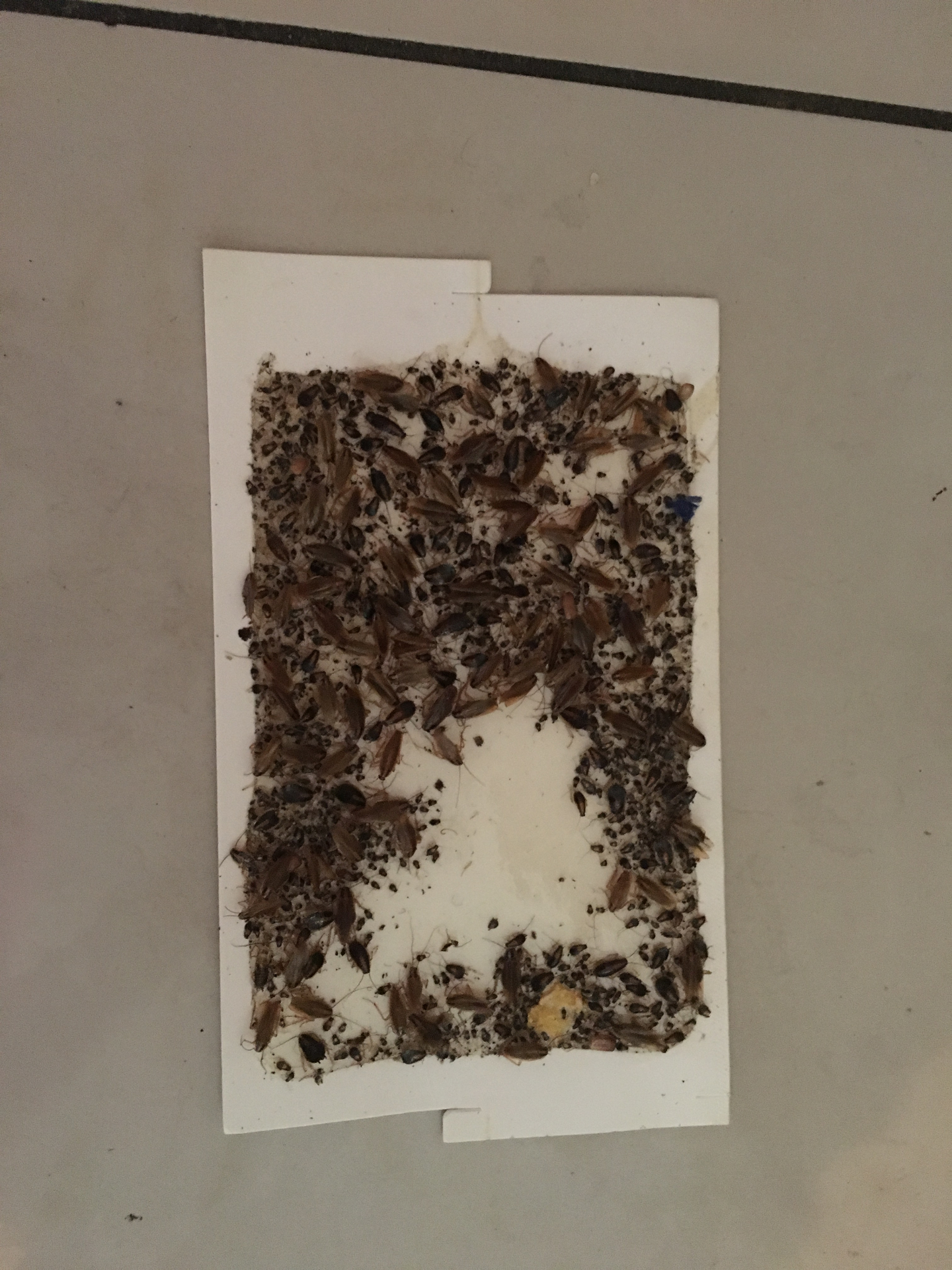 Severe Cockroach infestation in Coconut Creek home before treatment