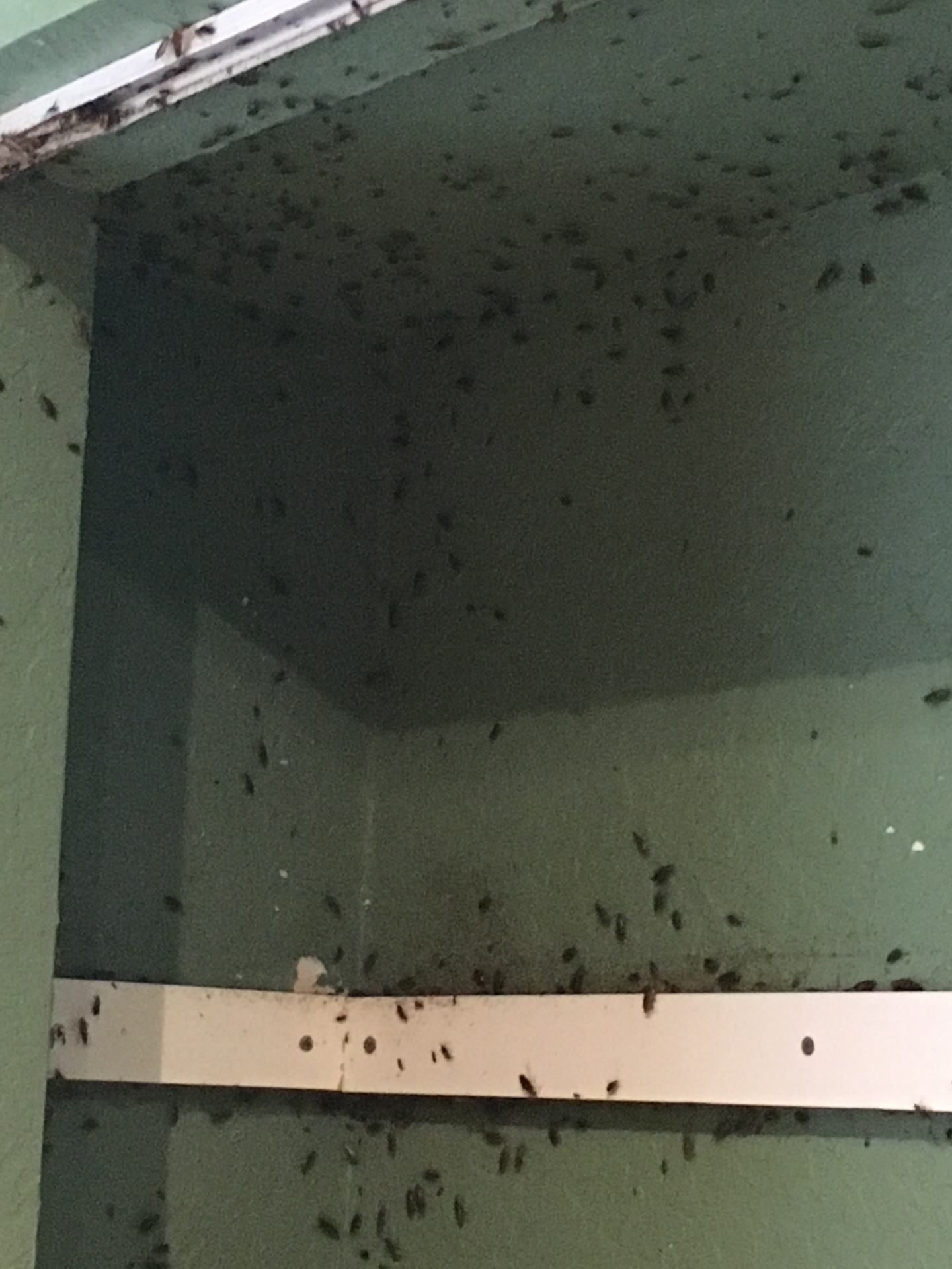 Severe fly infestation on ceiling and walls in Florida home
