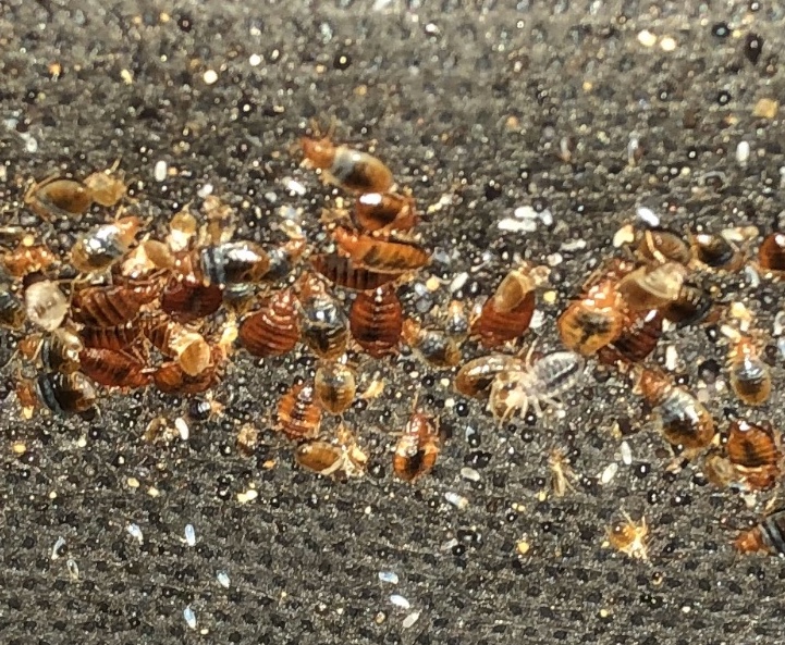Close-up of Bedbugs infestation requiring extermination