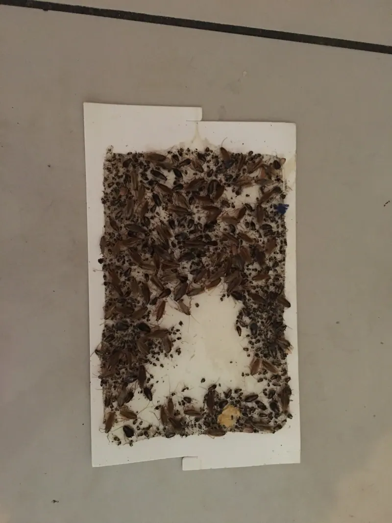 Severe Cockroach infestation in Coconut Creek home before treatment