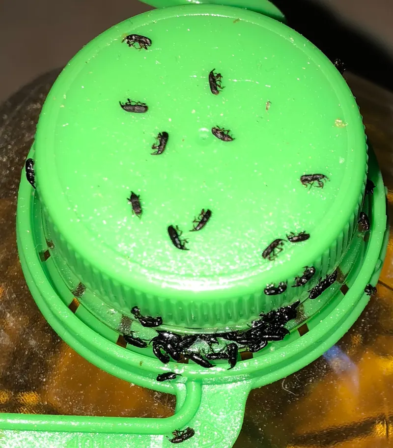 Cockroach trap with successful pest control results