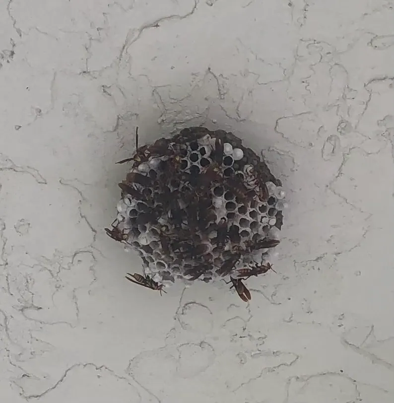 Wasp nest removal in South Florida home