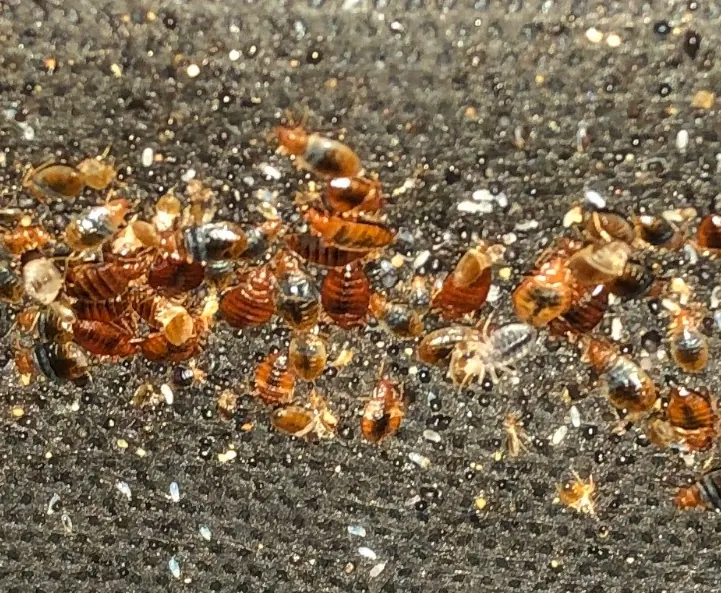 Close-up of Bedbugs infestation requiring extermination